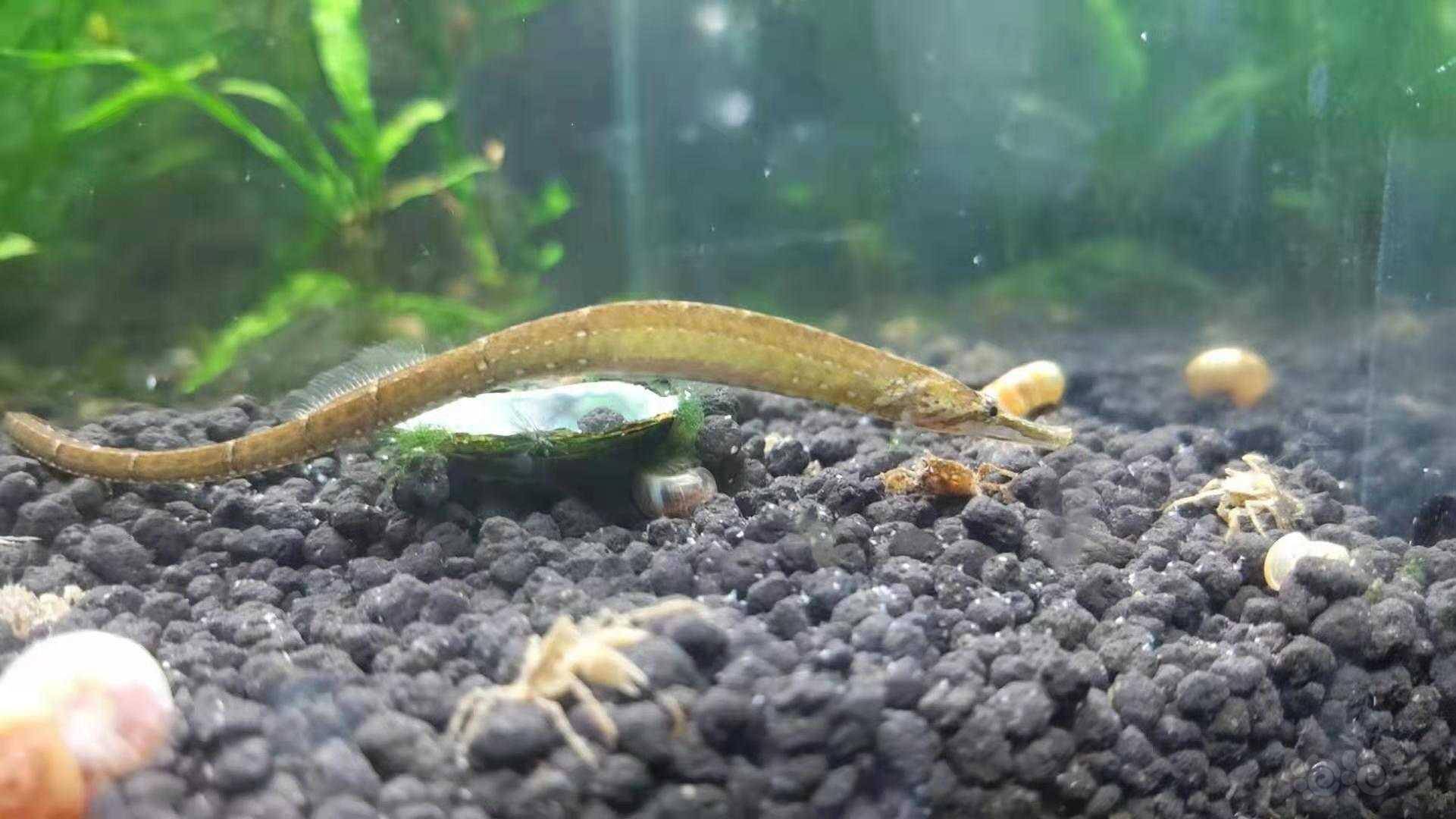 淡水红腹海龙-图4