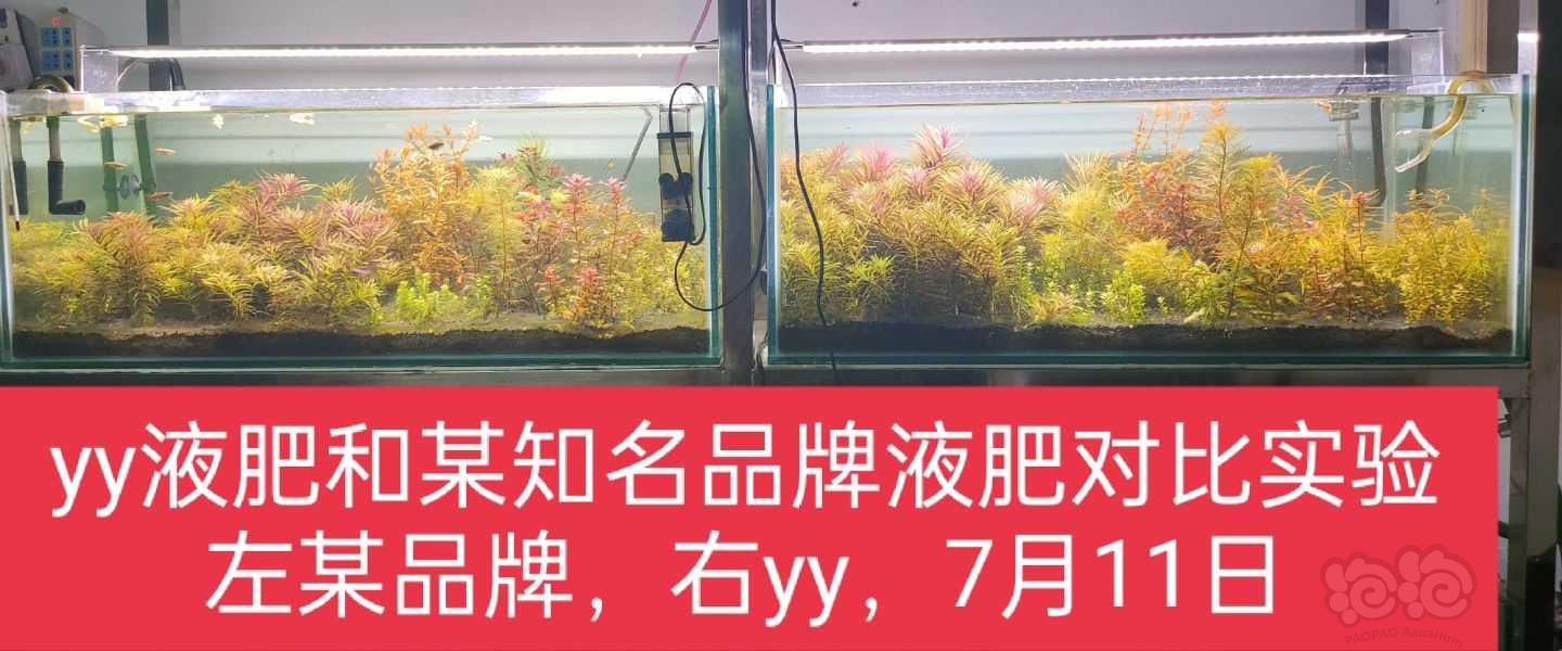 YY水草液肥、值得您入手-图8