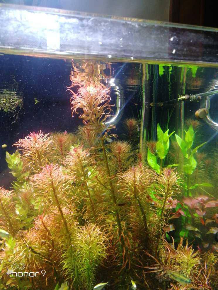 看看出水能开花不