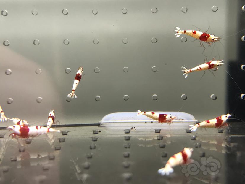 【虾】2021-08-17#RMB拍卖#纯血红白水晶虾一份15只-图5