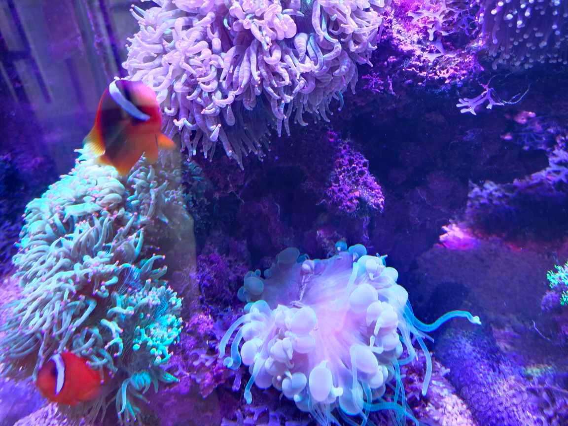 珊瑚，小丑，那片海-图7