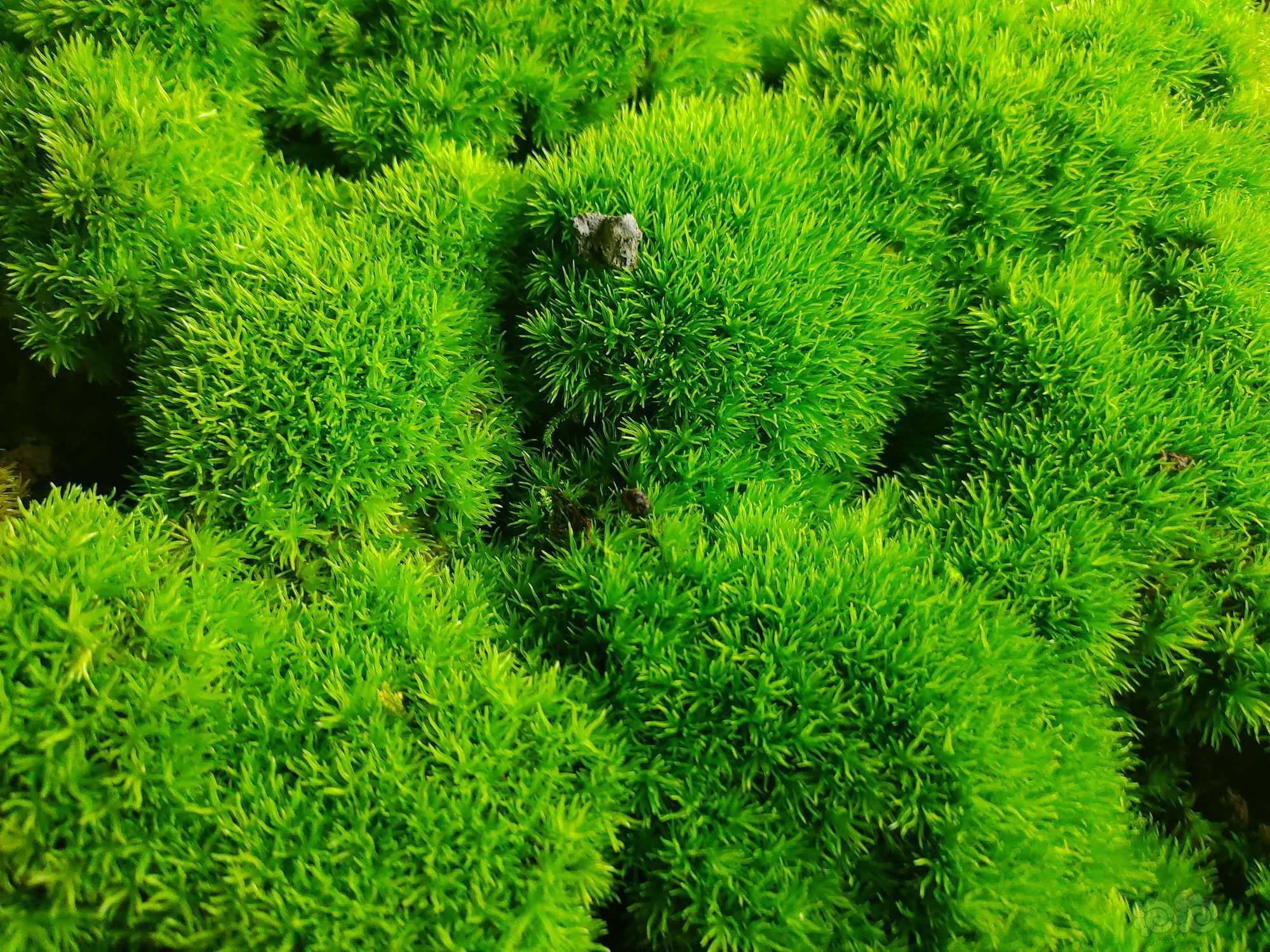 【苔藓】一片绿色的白发藓-图2