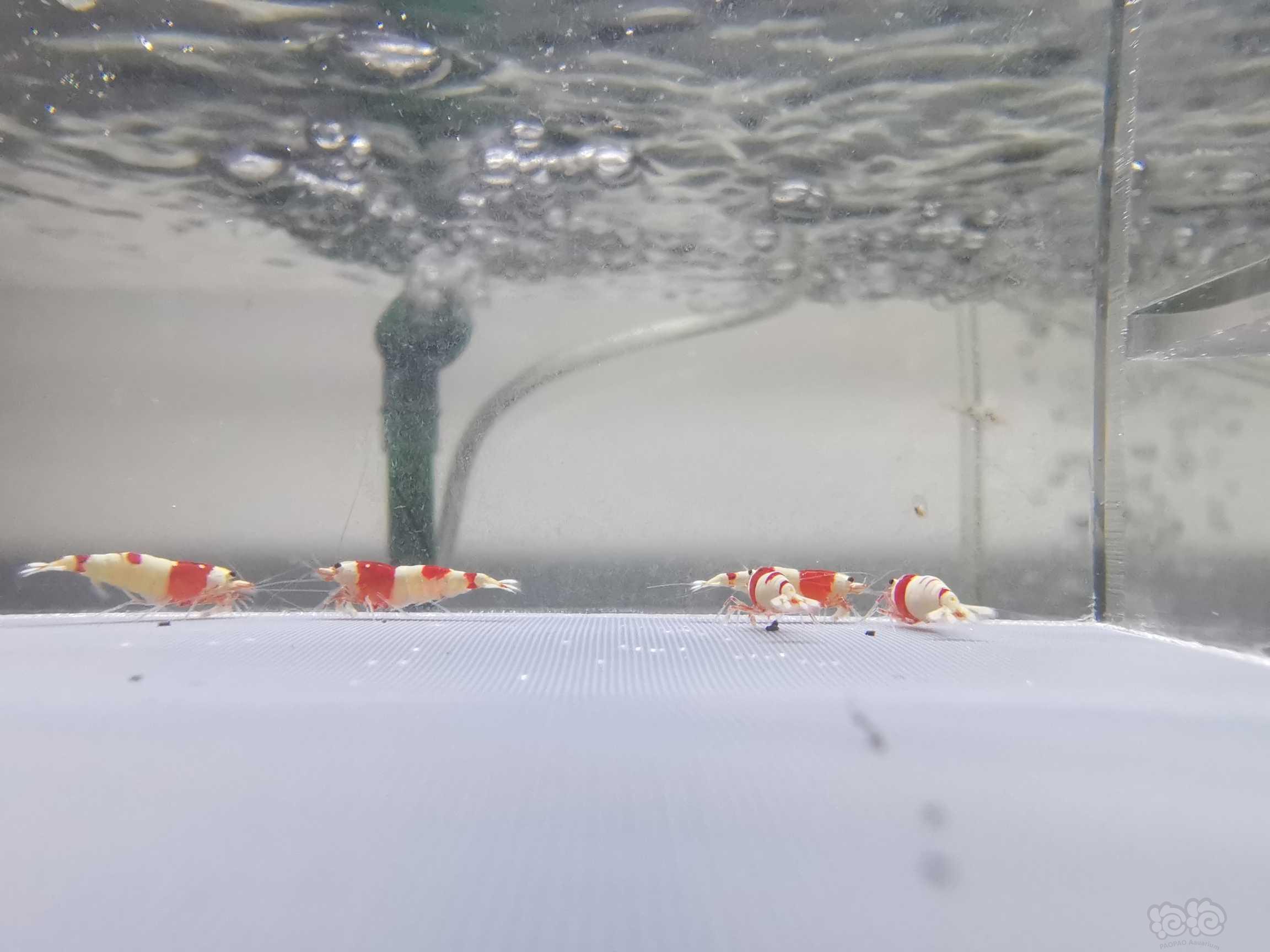 【虾】2021-8-29#RMB拍卖纯血红白水晶虾10只-图3