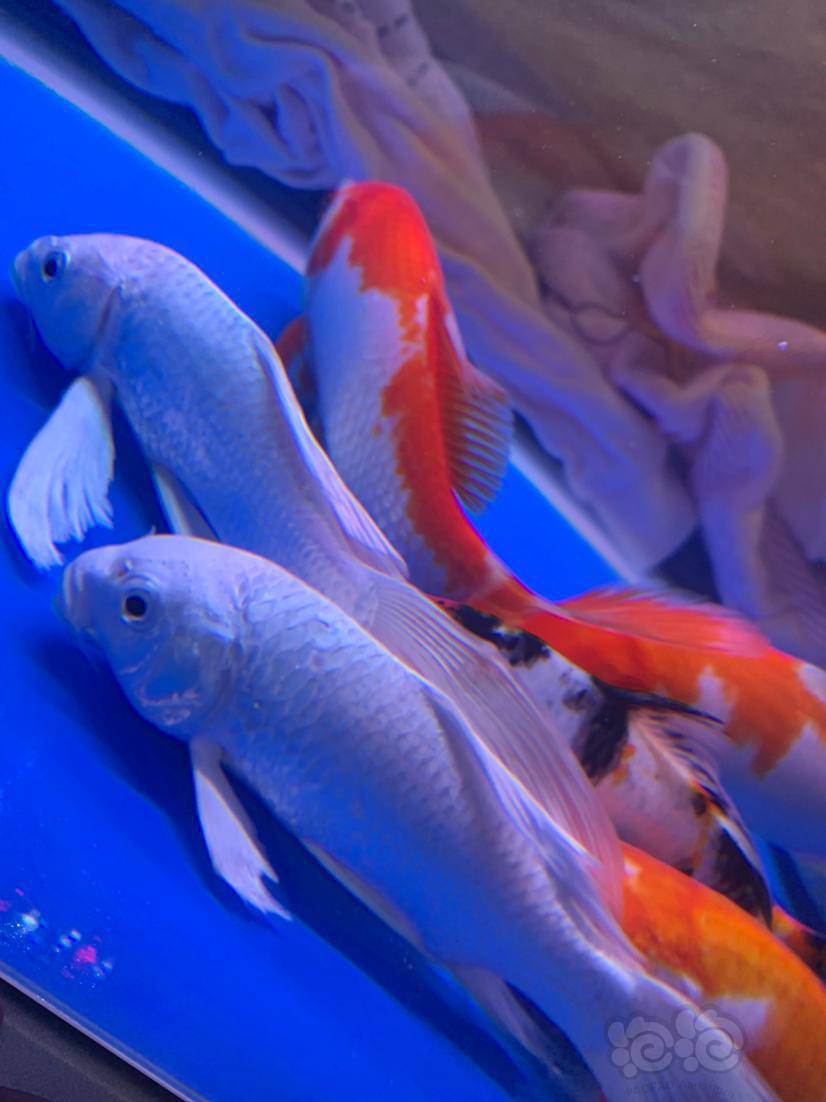 【魟鱼】求问大神蝴蝶鲤鱼这个尾巴怎么治理