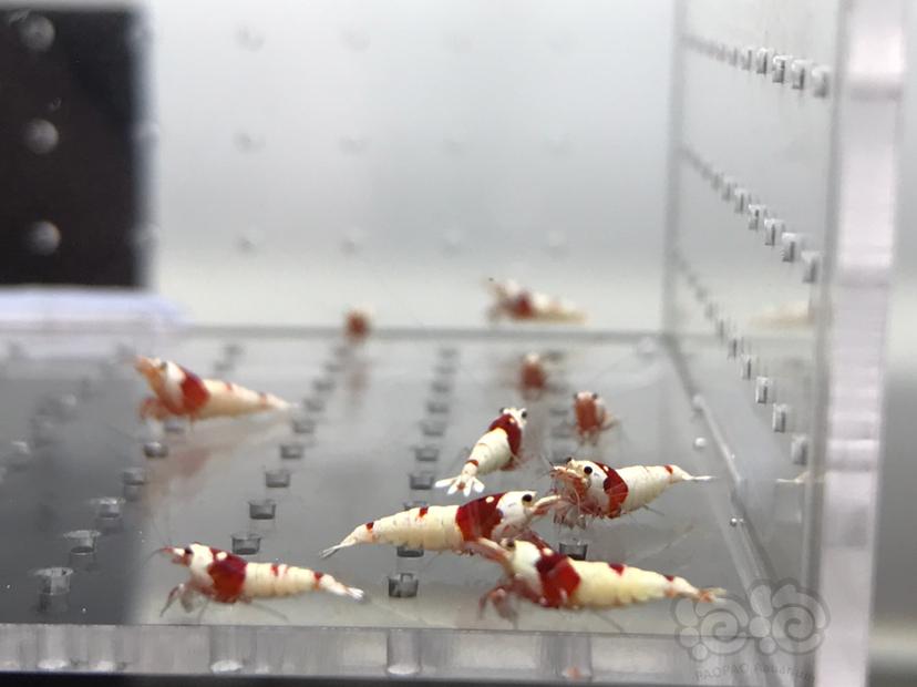 【虾】2021-08-06#RMB拍卖#纯血红白水晶虾一份18只-图7