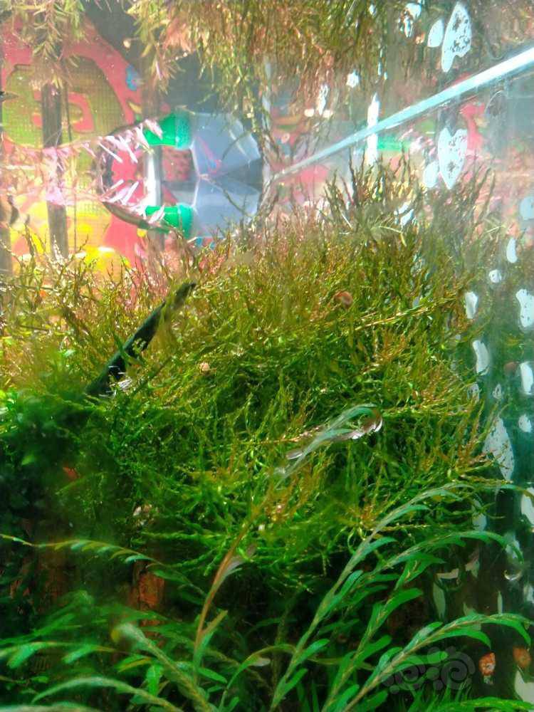 低价处理旋转烟花水草