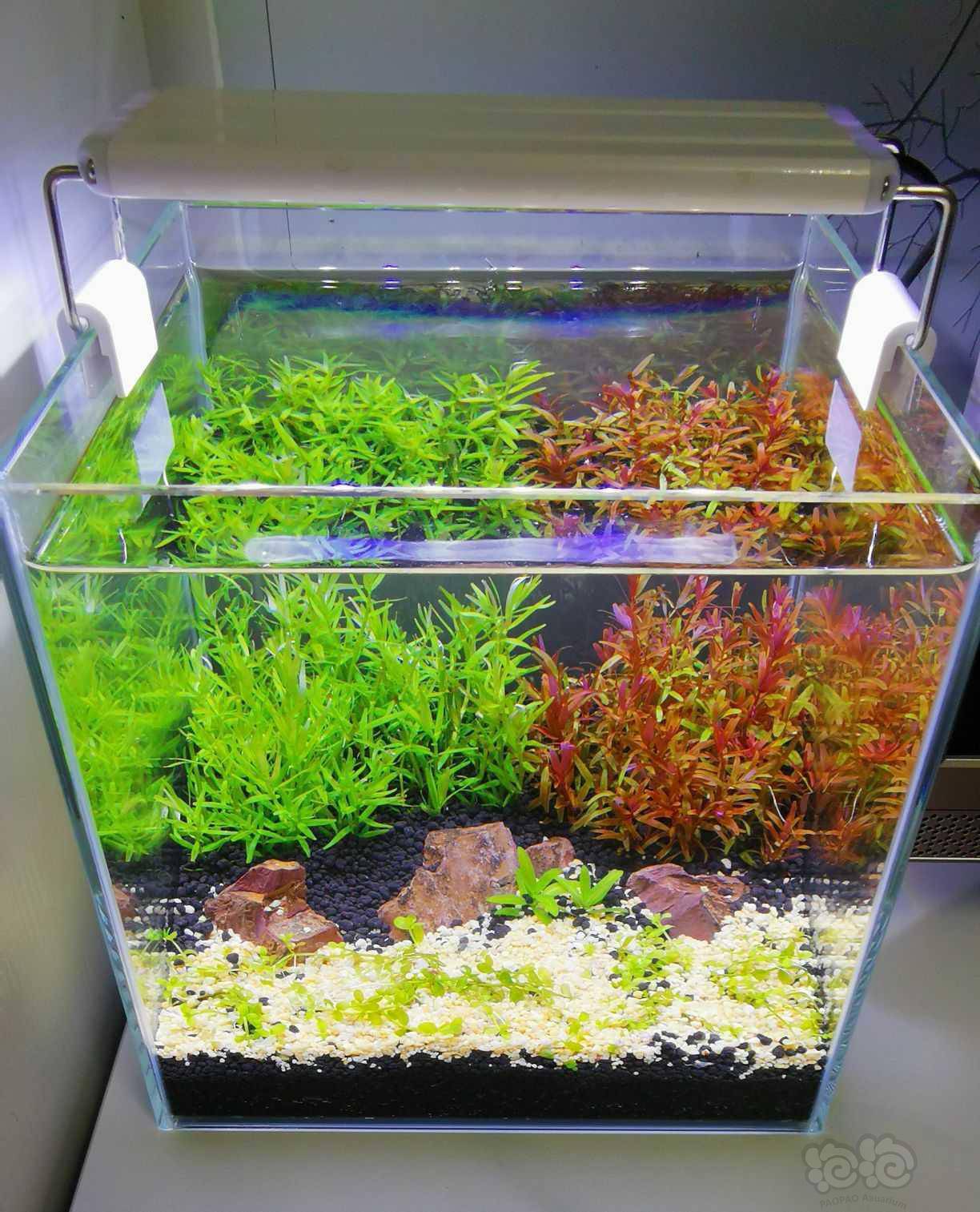 cm迷你宫廷缸 后期状态会不会很美 泡泡水族