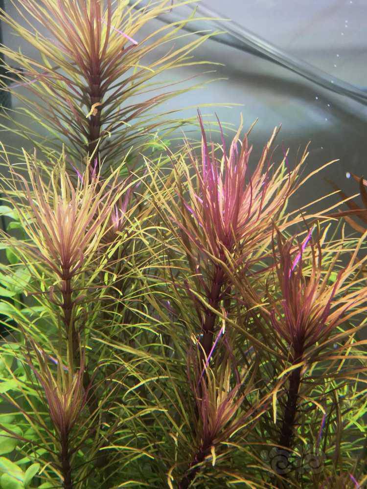 咖啡椒草2  大红玫瑰3  鹿角铁一小丛  天胡荽一小丛  辣椒榕一片