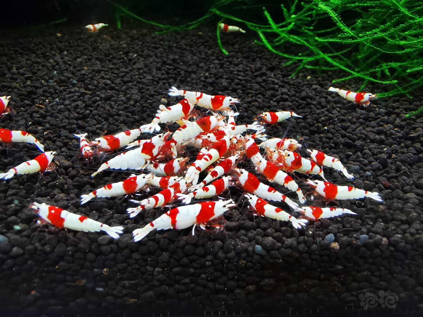 海老红白水晶虾-图2