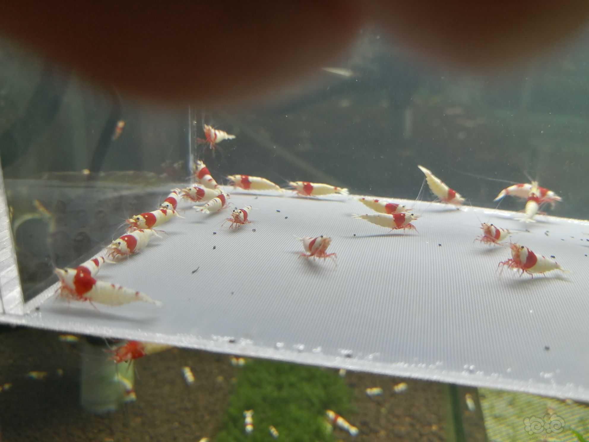 【虾】2021-08-12＃RMB拍卖纯血红白繁殖组30只。-图7