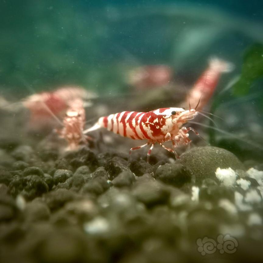 几张照片记录红花虎幼虾成长史～-图6