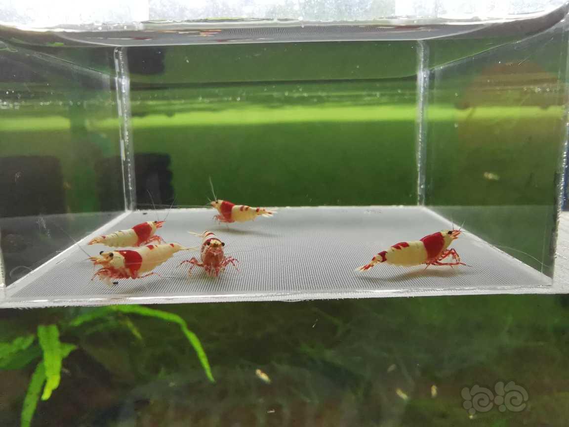 【虾】2021-08-23#RMB拍卖纯血红白两公三母-图7