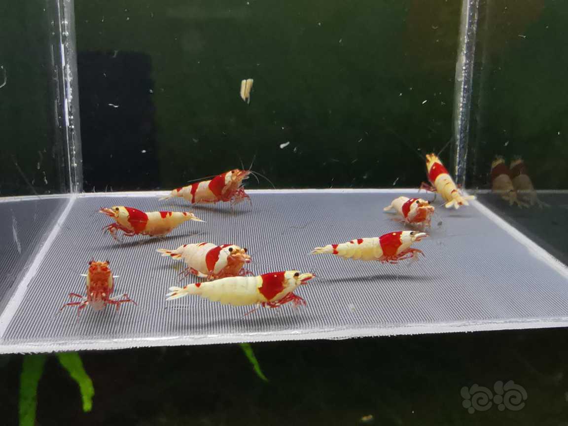 【虾】2021-08-30#RMB拍卖红白母虾八只，三只抱蛋。-图7
