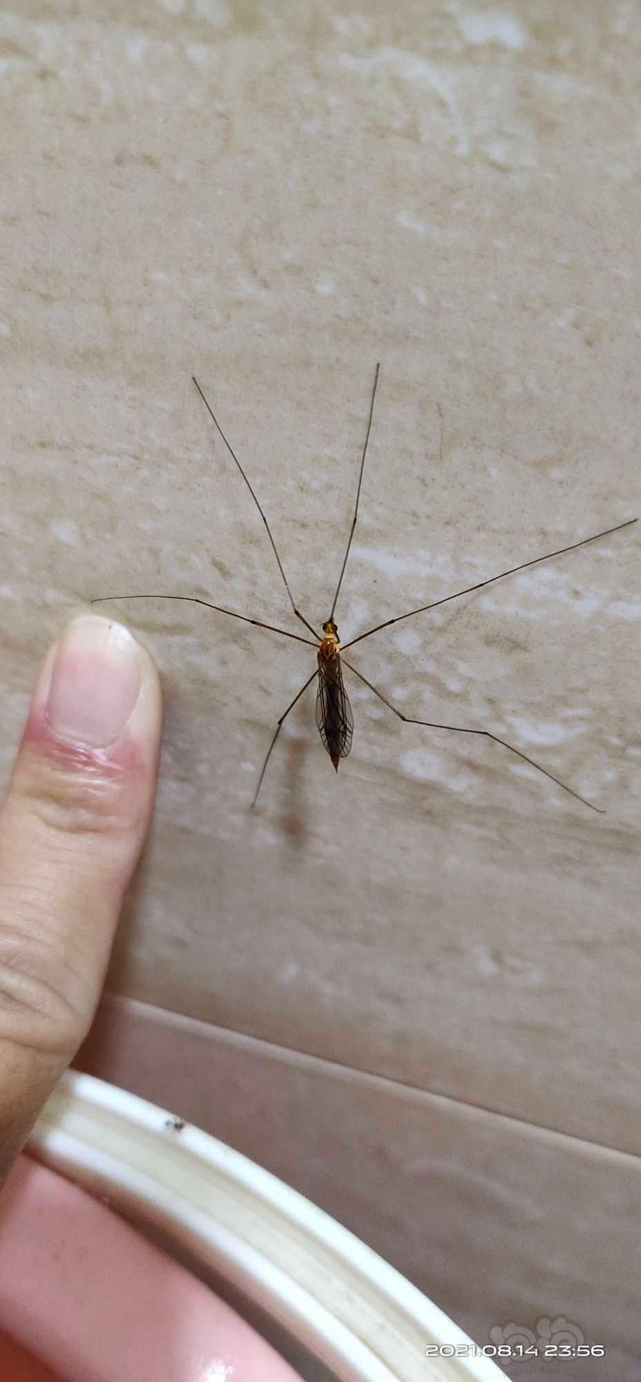 这是蚊子吗？-图1