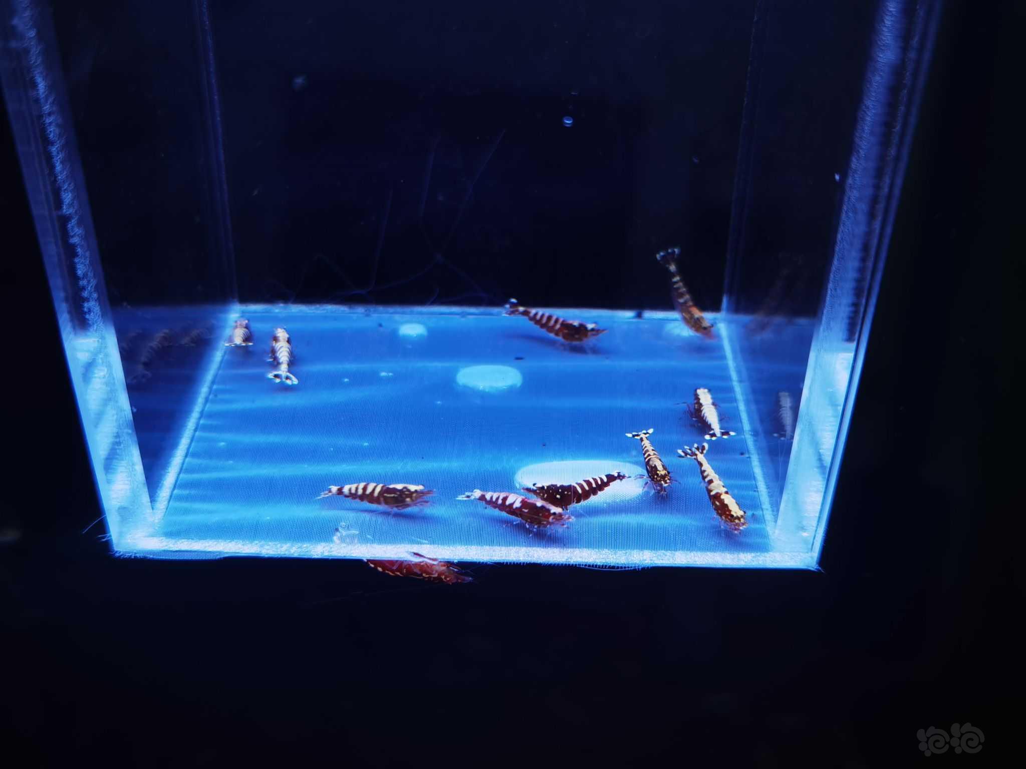 【虾】2021-08-23#RMB拍卖红银河鱼骨水晶虾-图3