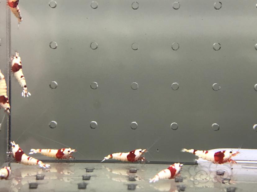 【虾】2021-08-13#RMB拍卖#纯血红白水晶虾一份18只-图2