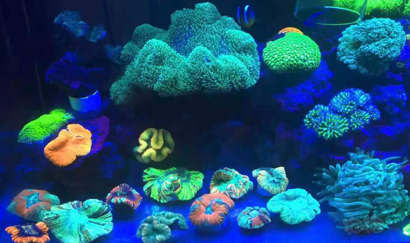 珊瑚，小丑，那片海-图1