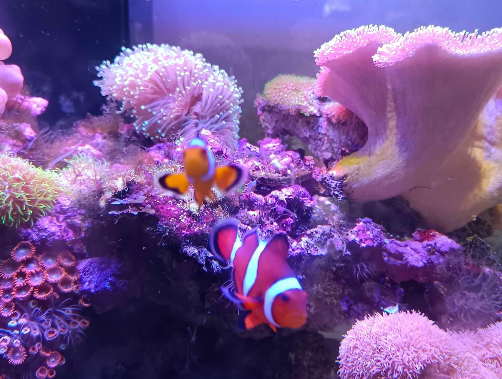 珊瑚，小丑，那片海-图5