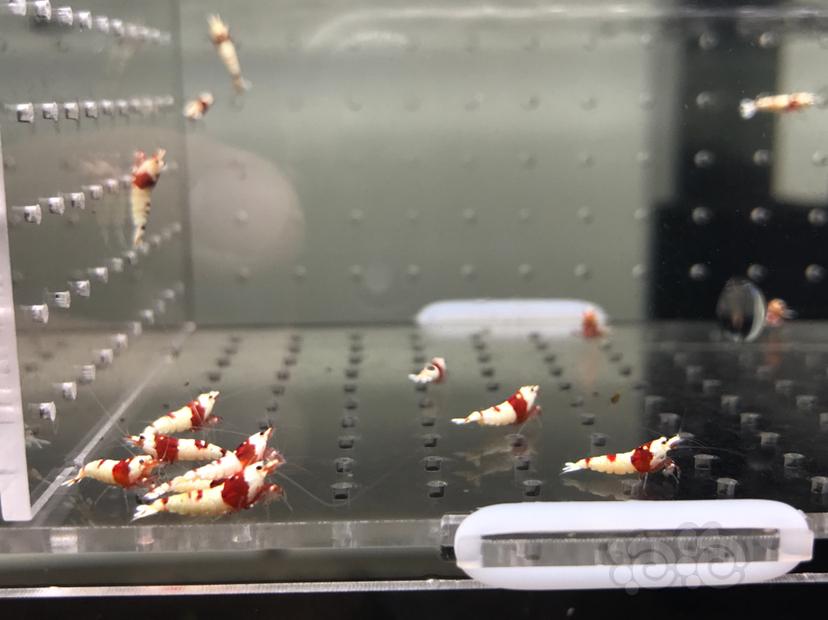 【虾】2021-08-17#RMB拍卖#纯血红白水晶虾一份15只-图1