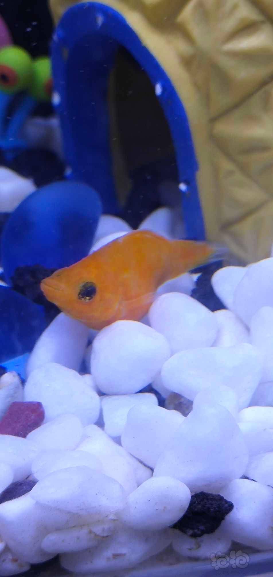 【其它】求大佬帮我看看这个球玛丽咋了?