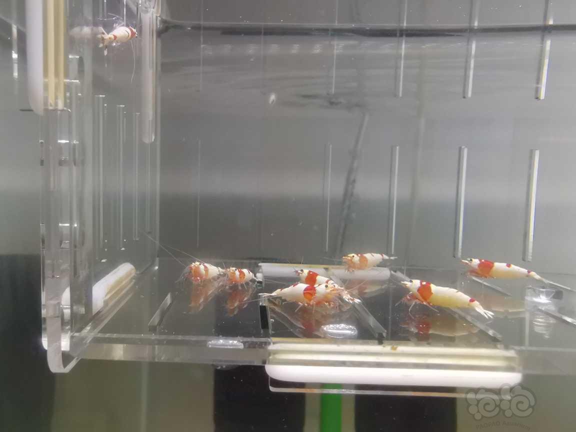 【虾】2021-08-22#RMB拍卖红白水晶虾9只-图1