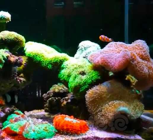 珊瑚，小丑，那片海-图3