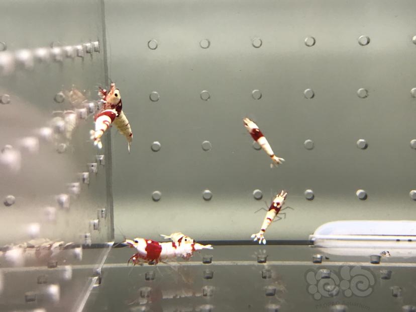 【虾】2021-08-17#RMB拍卖#纯血红白水晶虾一份15只-图9