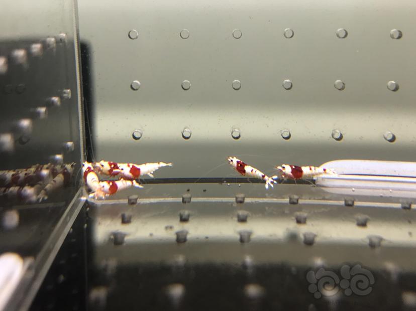 【虾】2021-08-24#RMB拍卖#纯血红白水晶虾一份16只-图1