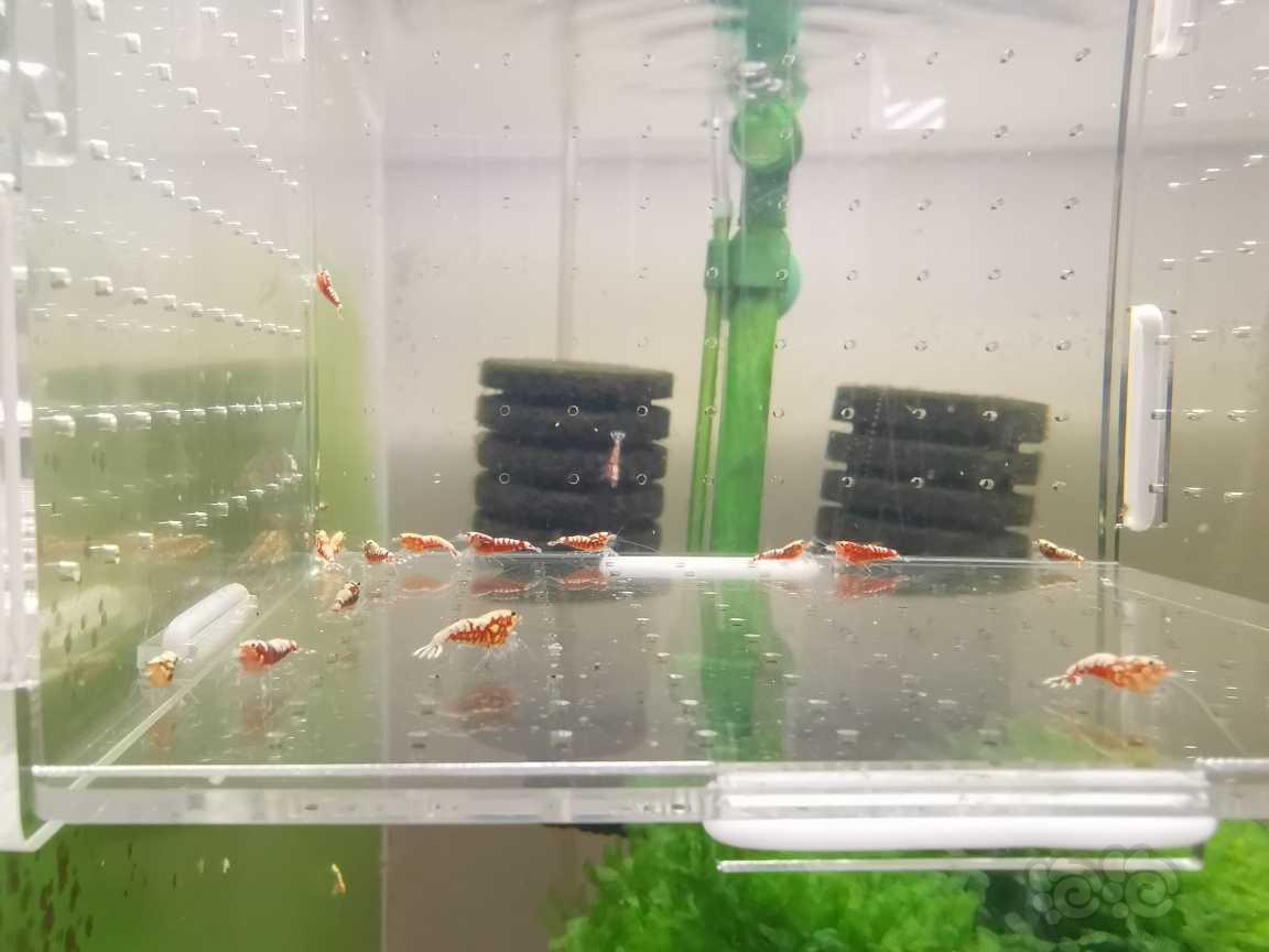【虾】2021-08-26#RMB拍卖红银河水晶虾16只-图2