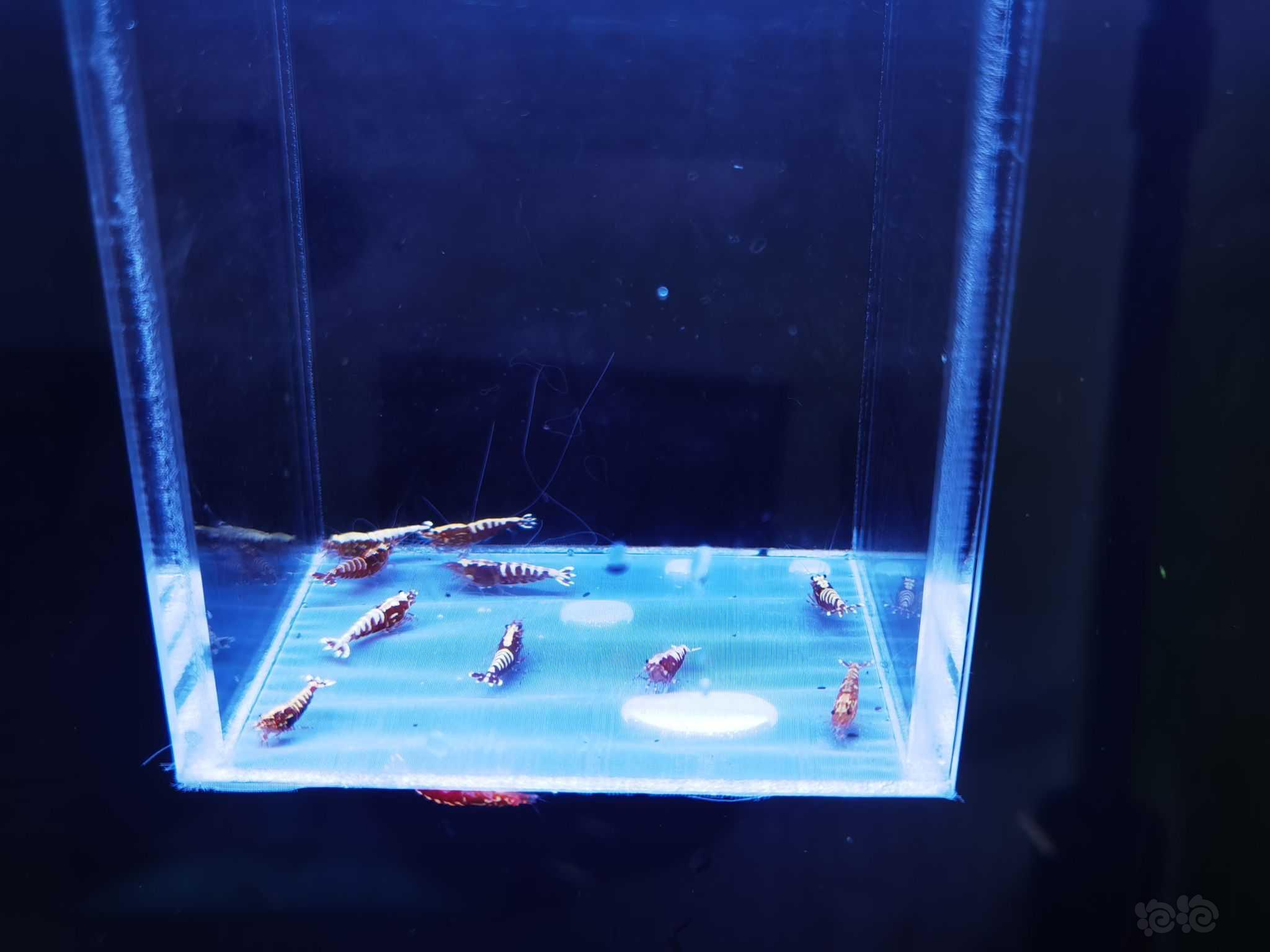 【虾】2021-08-23#RMB拍卖红银河鱼骨水晶虾-图1