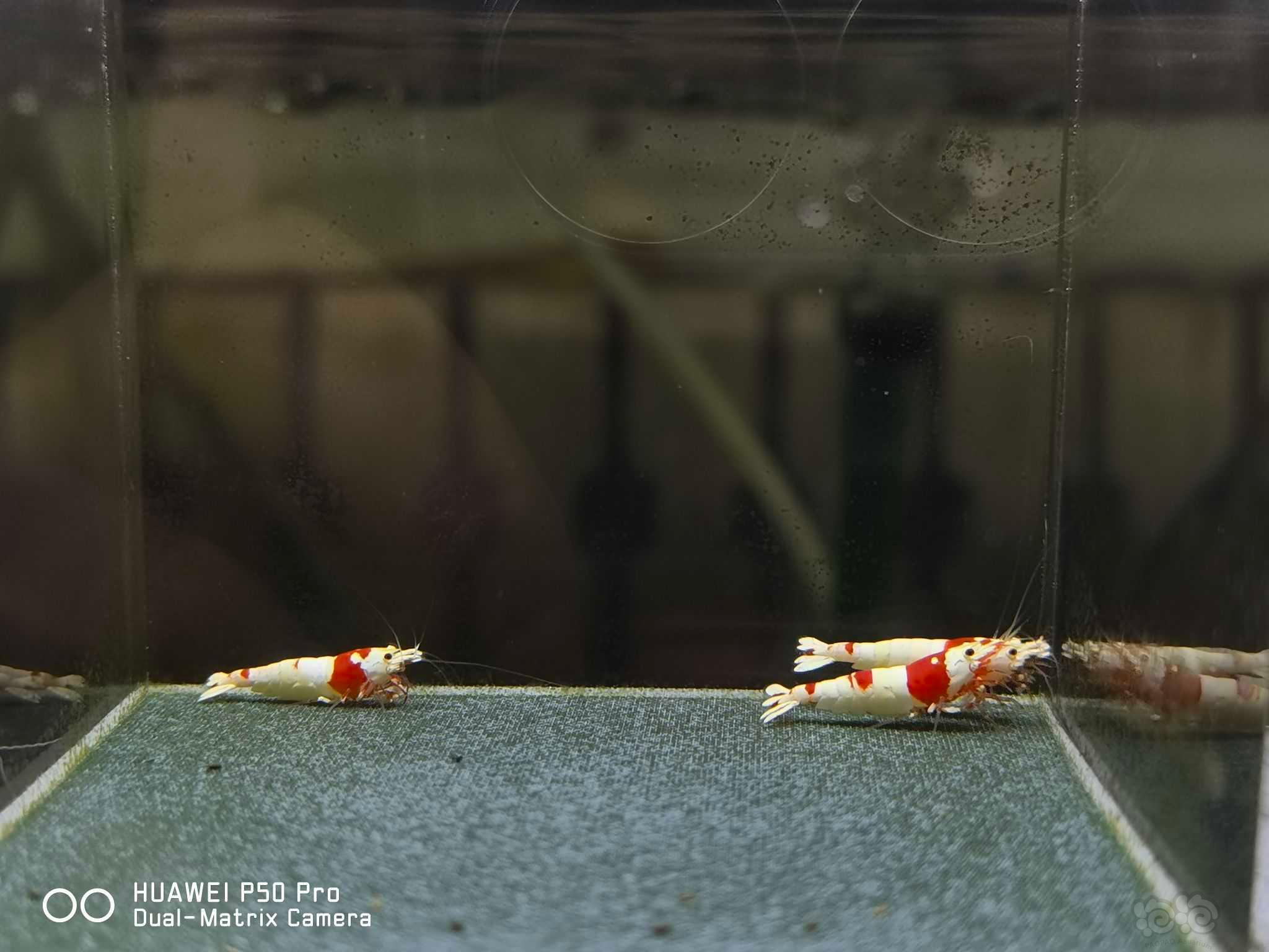 【虾】2021-08-26#RMB拍卖纯新成纯血红白1公2母-图7