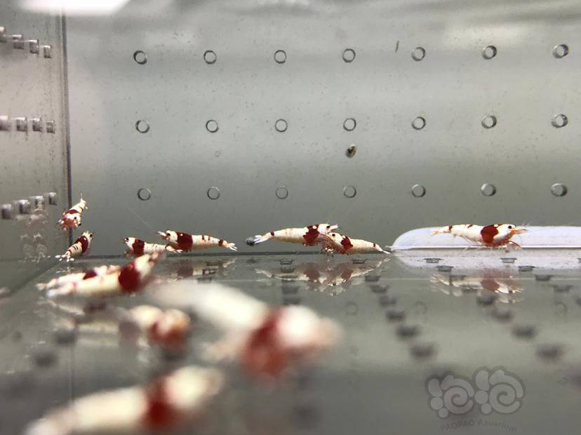 【虾】2021-08-25#RMB拍卖#纯血红白水晶虾一份16只-图5