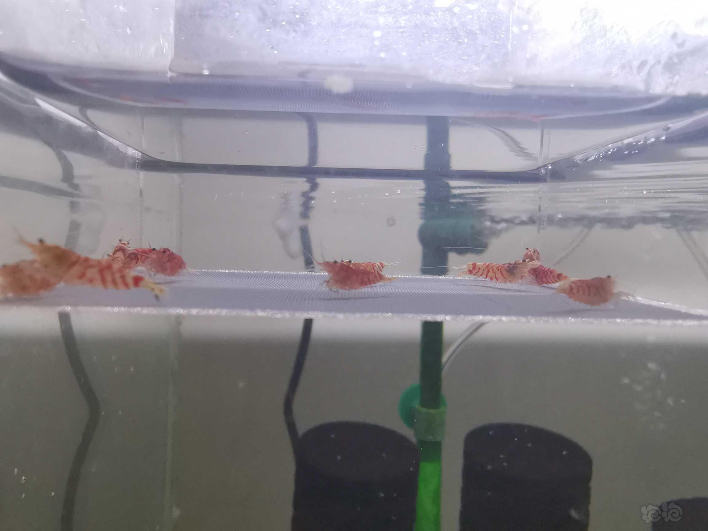 【虾】2021-8-29#RMB拍卖红花虎水晶虾-图2