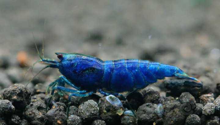 2021-08-01#rmb拍卖精品蓝金刚母虾2只一份