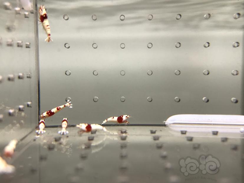 【虾】2021-08-21#RMB拍卖#纯血红白水晶虾一份15只-图5