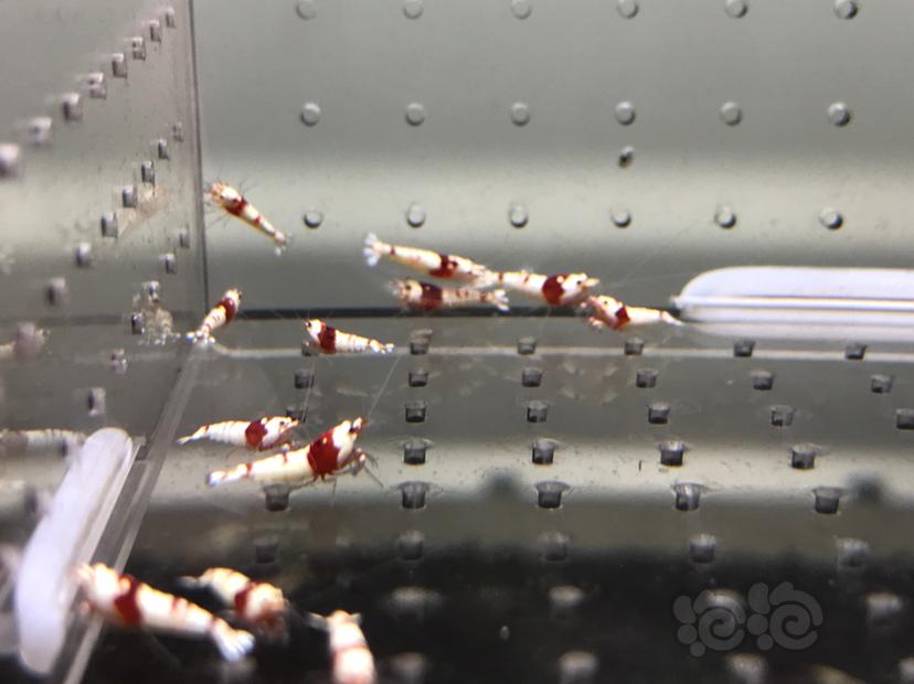 【虾】2021-08-25#RMB拍卖#纯血红白水晶虾一份16只-图4