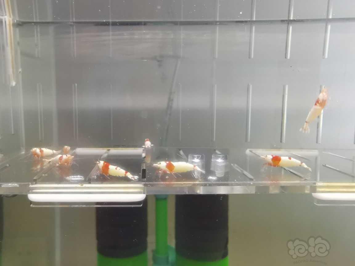 【虾】2021-08-23#RMB拍卖红白水晶虾9只-图3