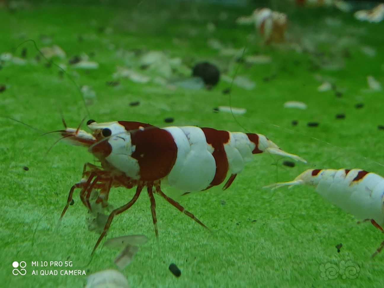 红白母虾-图2