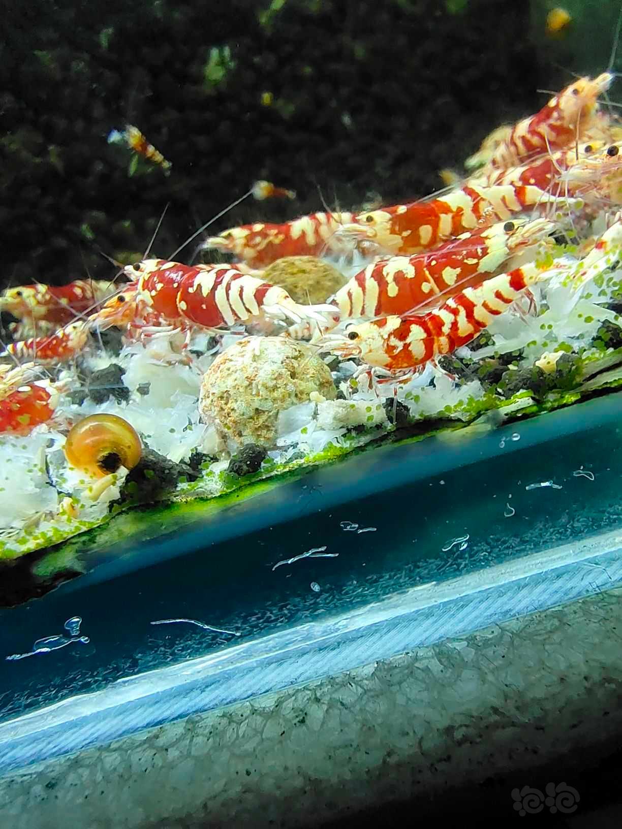 【水晶虾】红花虎水晶虾-图3
