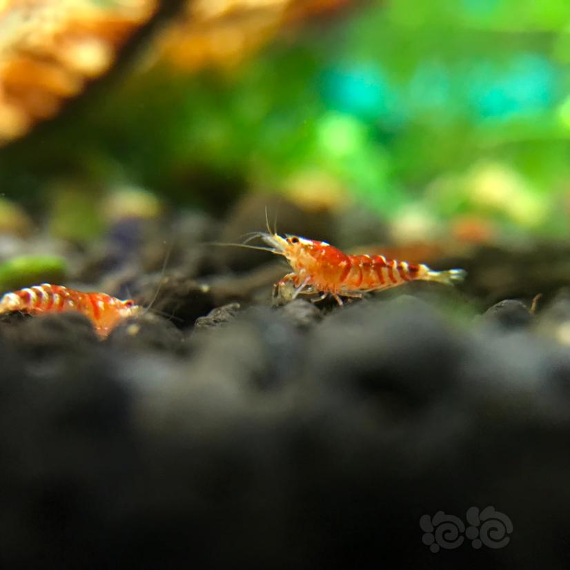 几张照片记录红花虎幼虾成长史～-图3