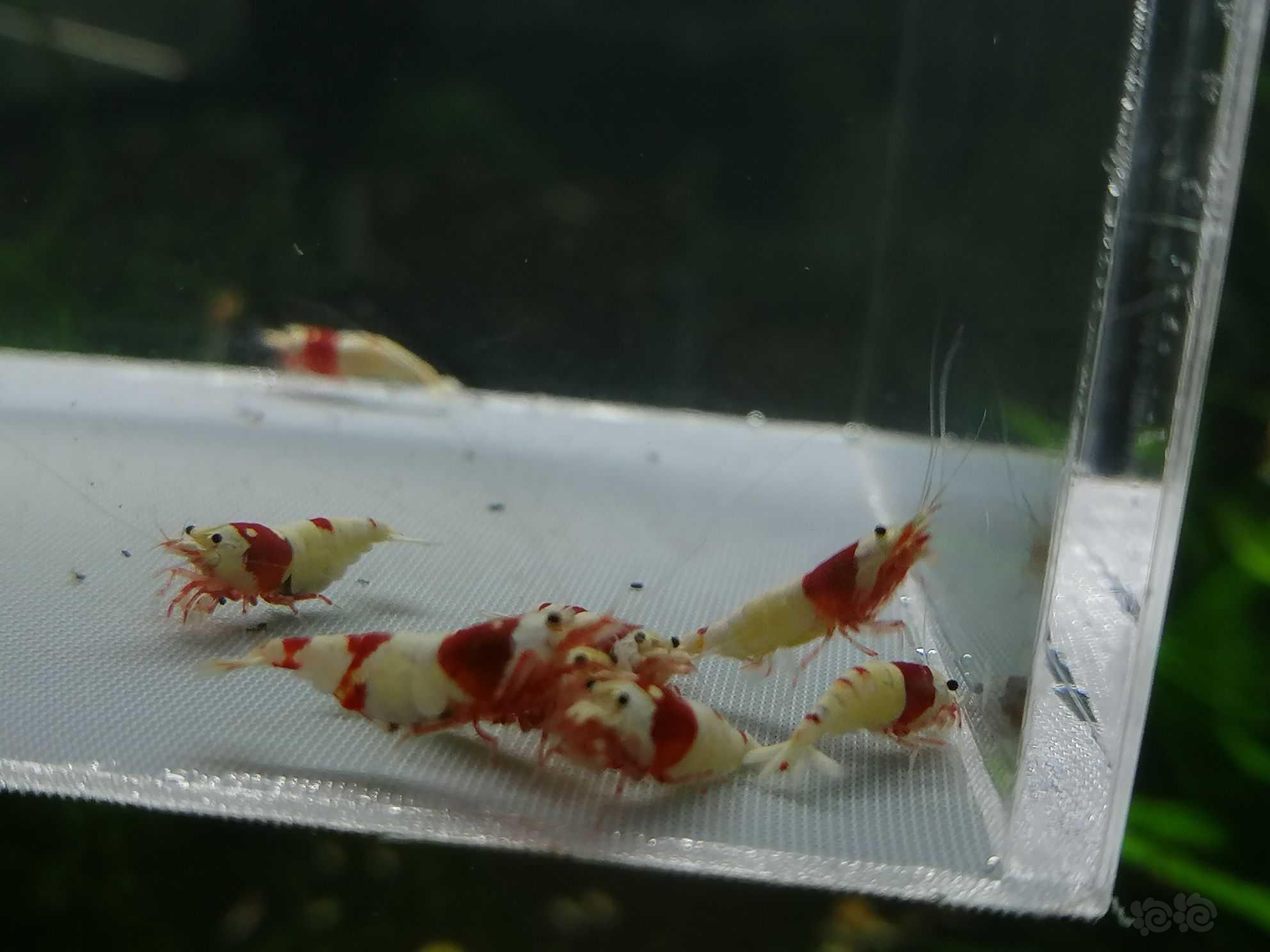 【虾】2021-08-24＃RMB拍卖纯血红白繁殖组15只。-图4