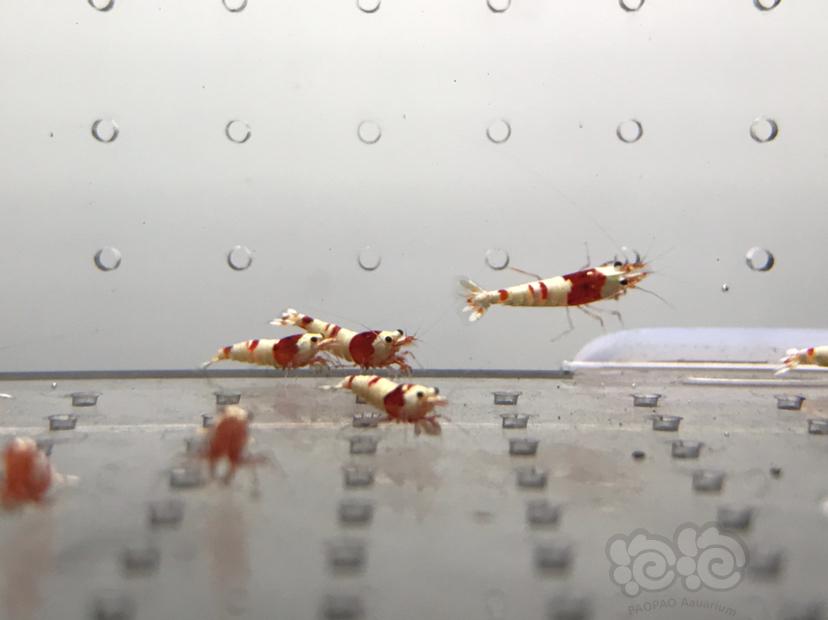 【虾】2021-08-07#RMB拍卖#纯血红白水晶虾一份10只-图5