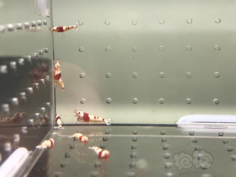 【虾】2021-08-12#RMB拍卖#纯血红白水晶虾一份10只-图3