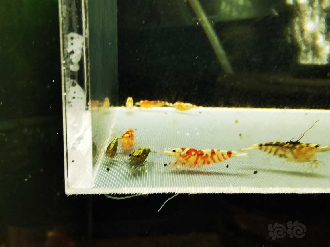 【虾】2021-8-17#RMB#拍卖红花虎小苗一份-图2
