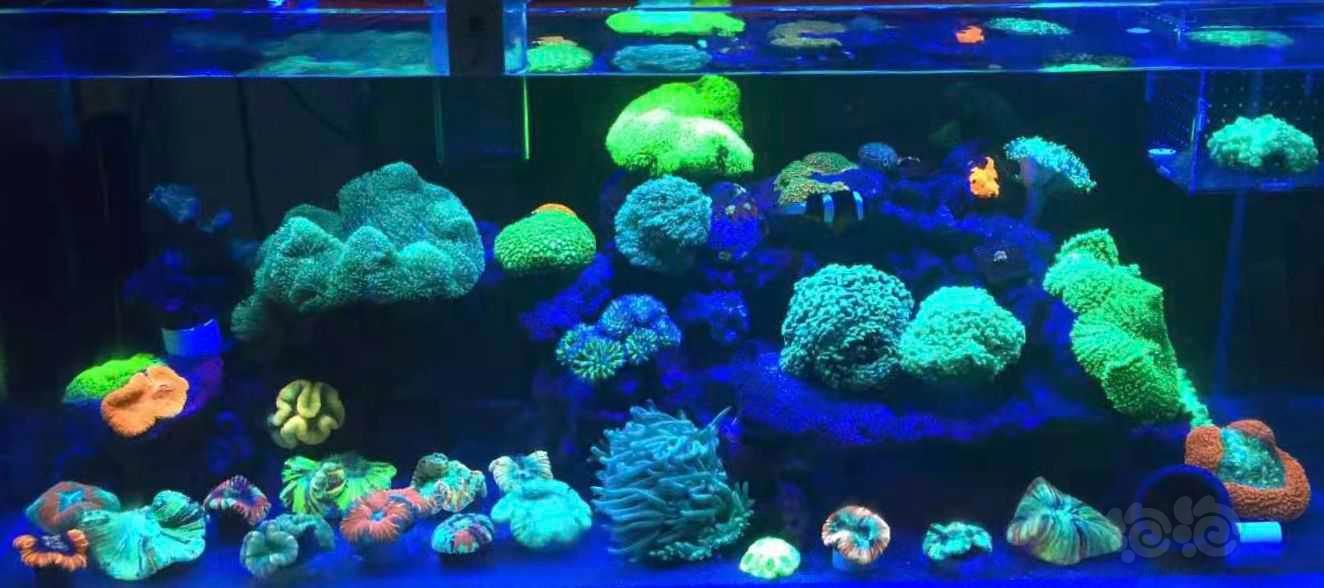 珊瑚，小丑，那片海-图2