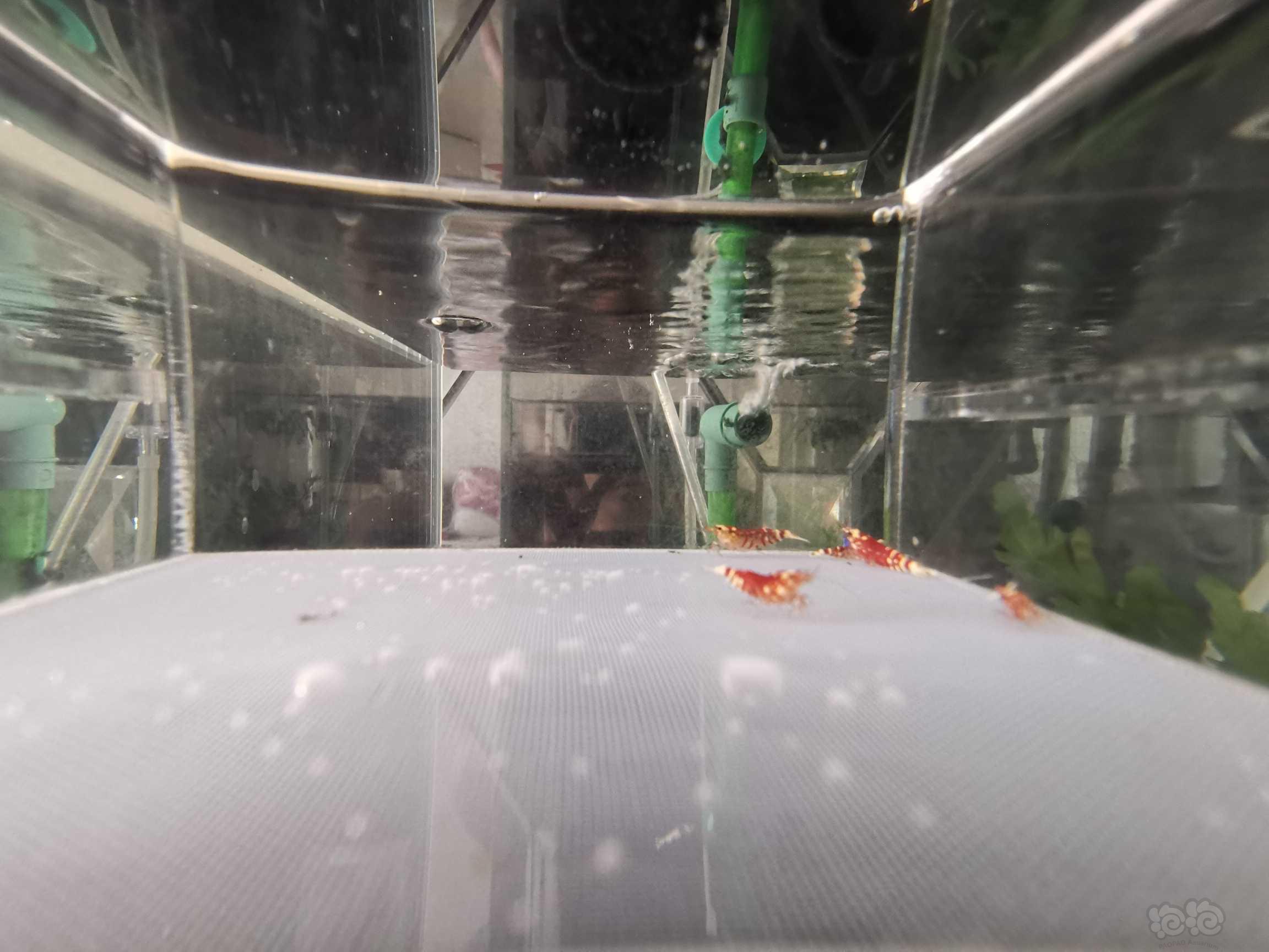 【虾】2021-8-28#RMB拍卖红花虎亚成虾-图3