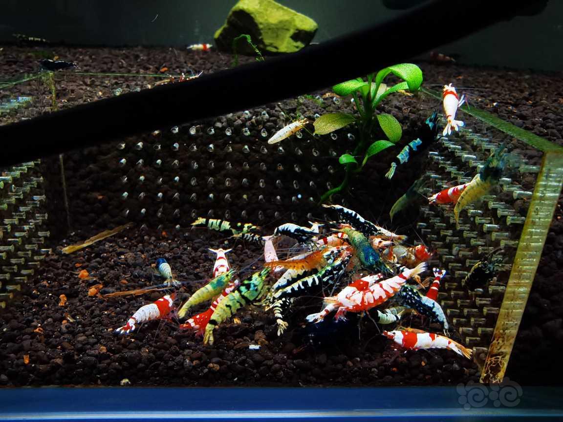 【虾】2021-08-08#RMB拍卖#各种公虾水晶虾一份50只-图1
