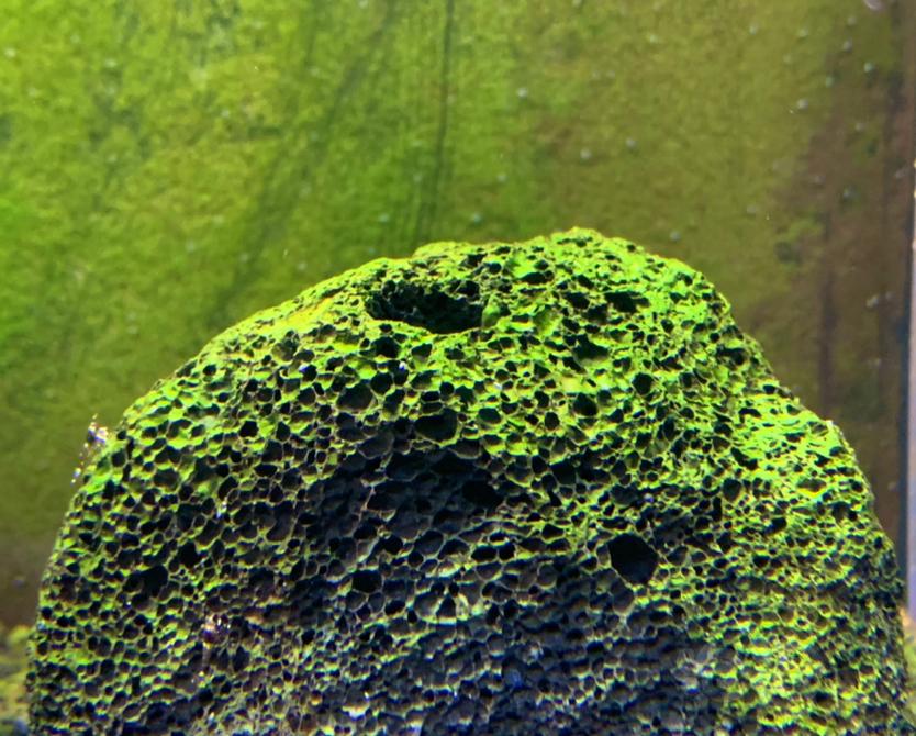 刮褐藻，补个水，换个石头接着爆藻-图2