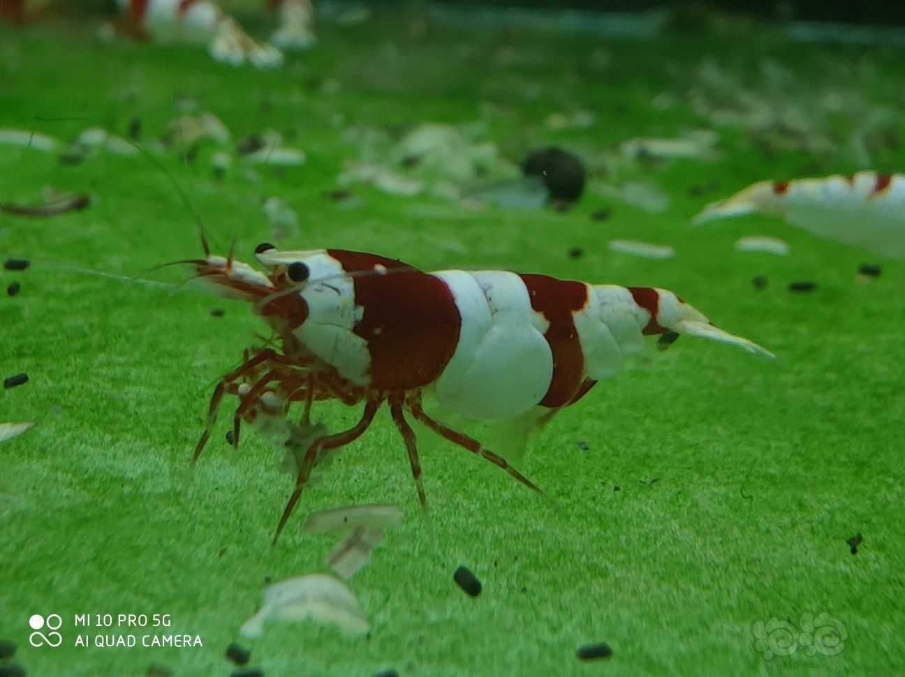 红白母虾-图1