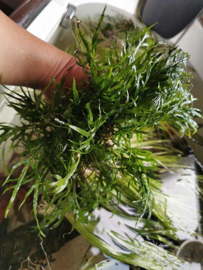 翻缸出红箦藻，乌拉圭皇冠，椒草，辣椒缸没发色，但是品种绝保真-图9